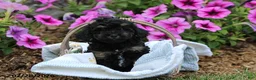Toy Poodle dogs for sale: Hailey - Ad 7