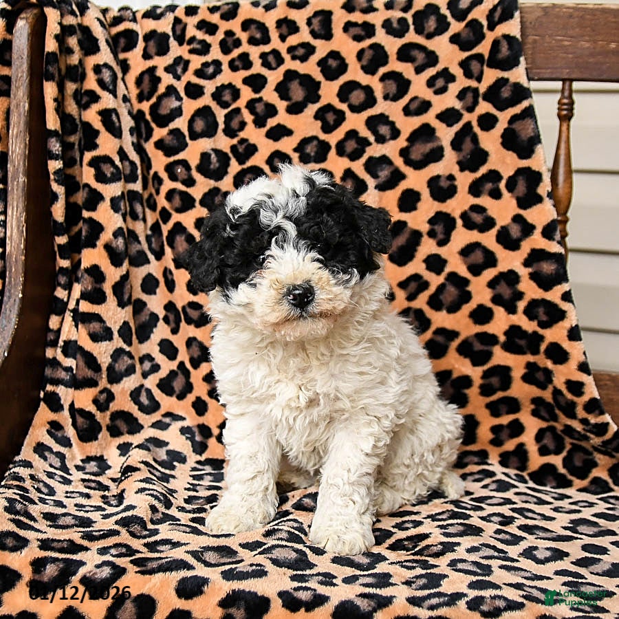 Miniature Labradoodle dogs Snickers - Ad 11