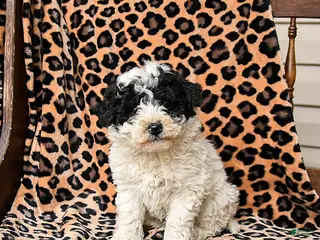 Miniature Labradoodle dogs Snickers - Ad 11