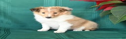 Shetland Sheepdog dogs for sale: Marie   - Ad 2
