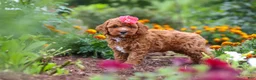 Cavapoo dogs for sale: Aspen - Ad 4