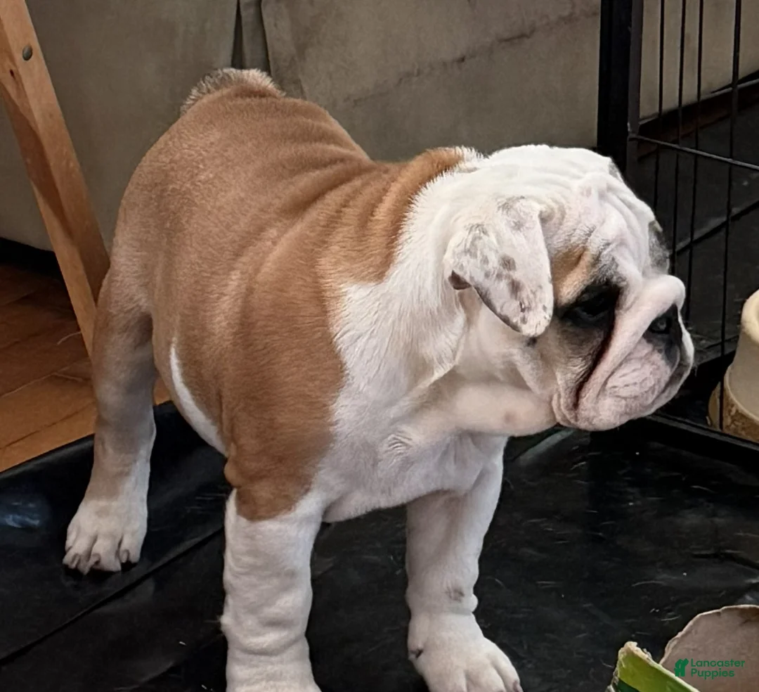 English Bulldog dogs for sale: Yvonne - Ad 2