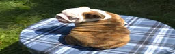 English Bulldog dogs for sale: Merle Female - Ad 10