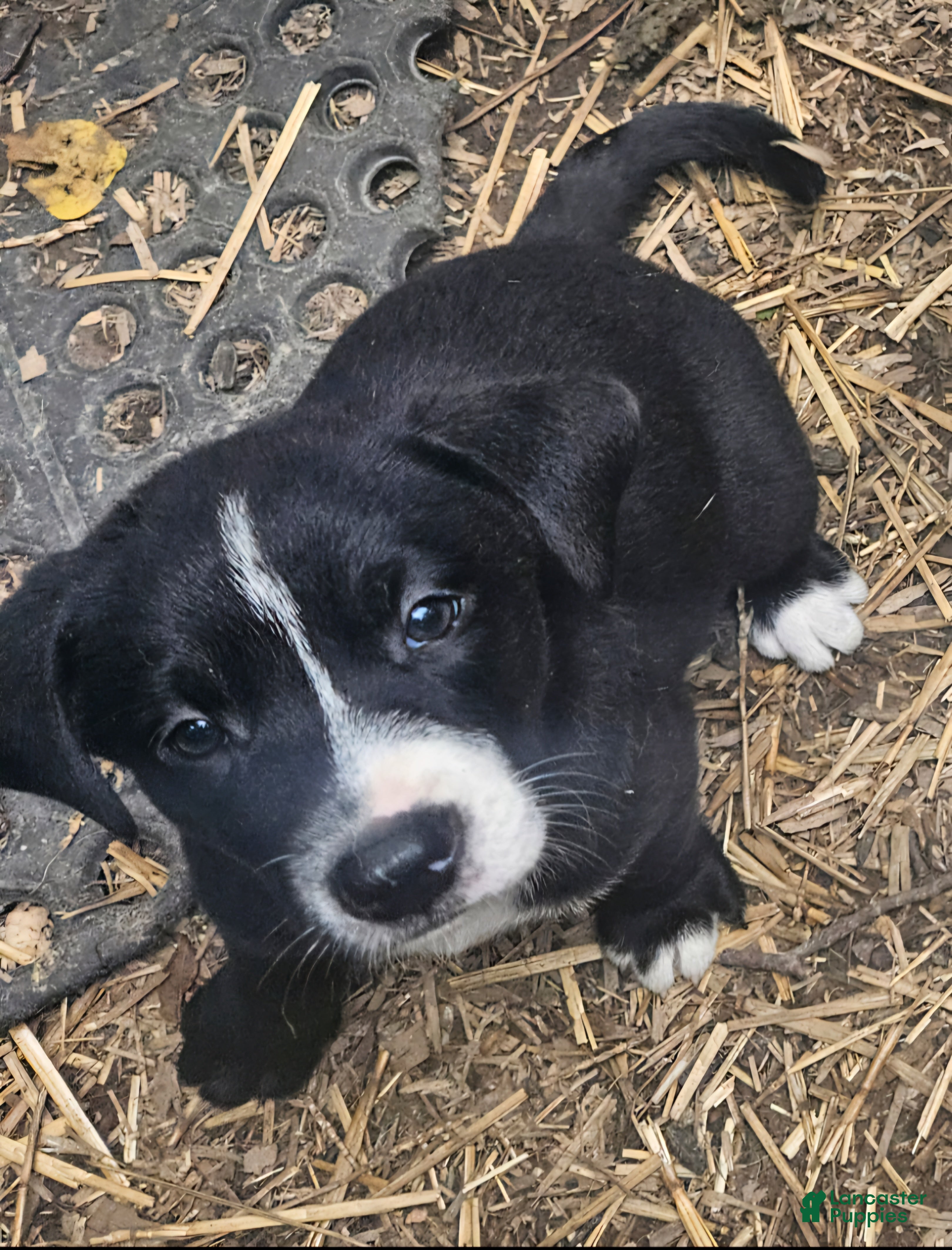 Border Collie dogs Girly - Ad 1