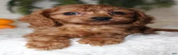 Mini Goldendoodle dogs for sale: Mini Goldendoodle 3 - Ad 2