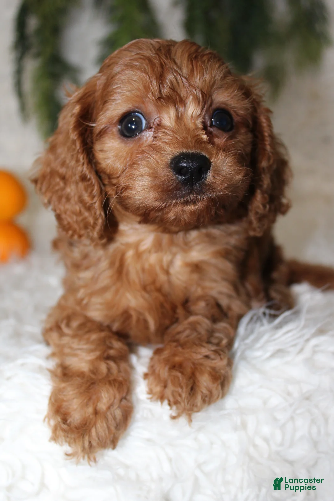 Mini Goldendoodle dogs for sale: Mini Goldendoodle 3 - Ad 2