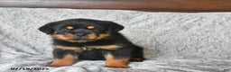 Rottweiler dogs for sale: Rain - Ad 8