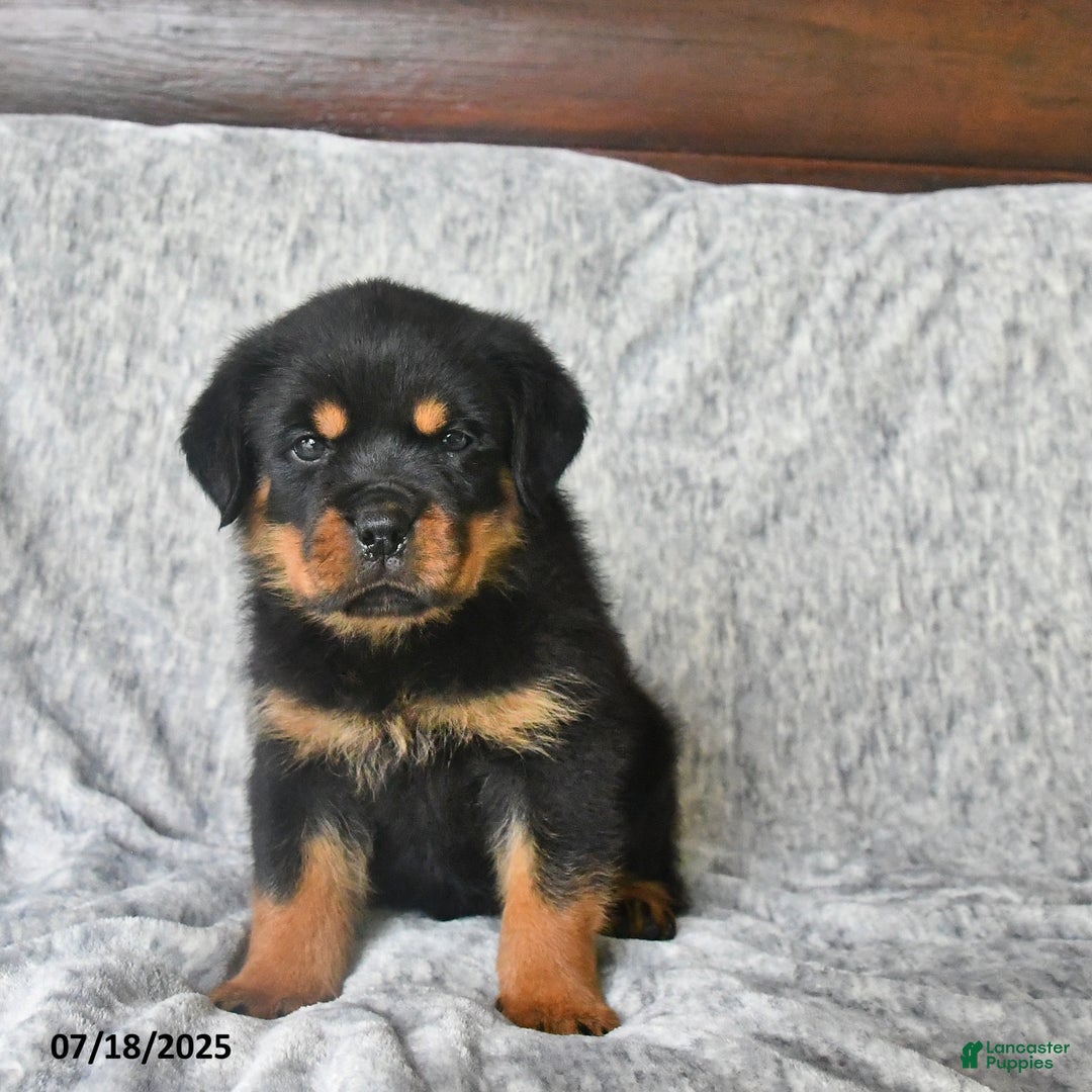 Rottweiler dogs for sale: Rain - Ad 8