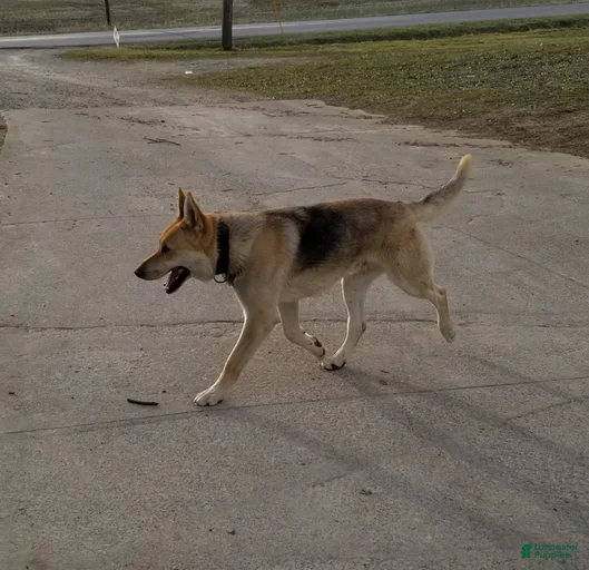 Gallery Image {{count}}