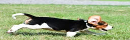 Beagle dogs for sale: Carson - Ad 14