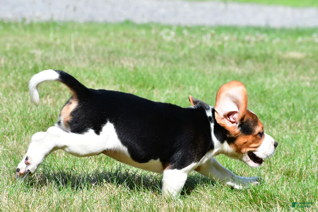 Beagle dogs for sale: Carson - Ad 14