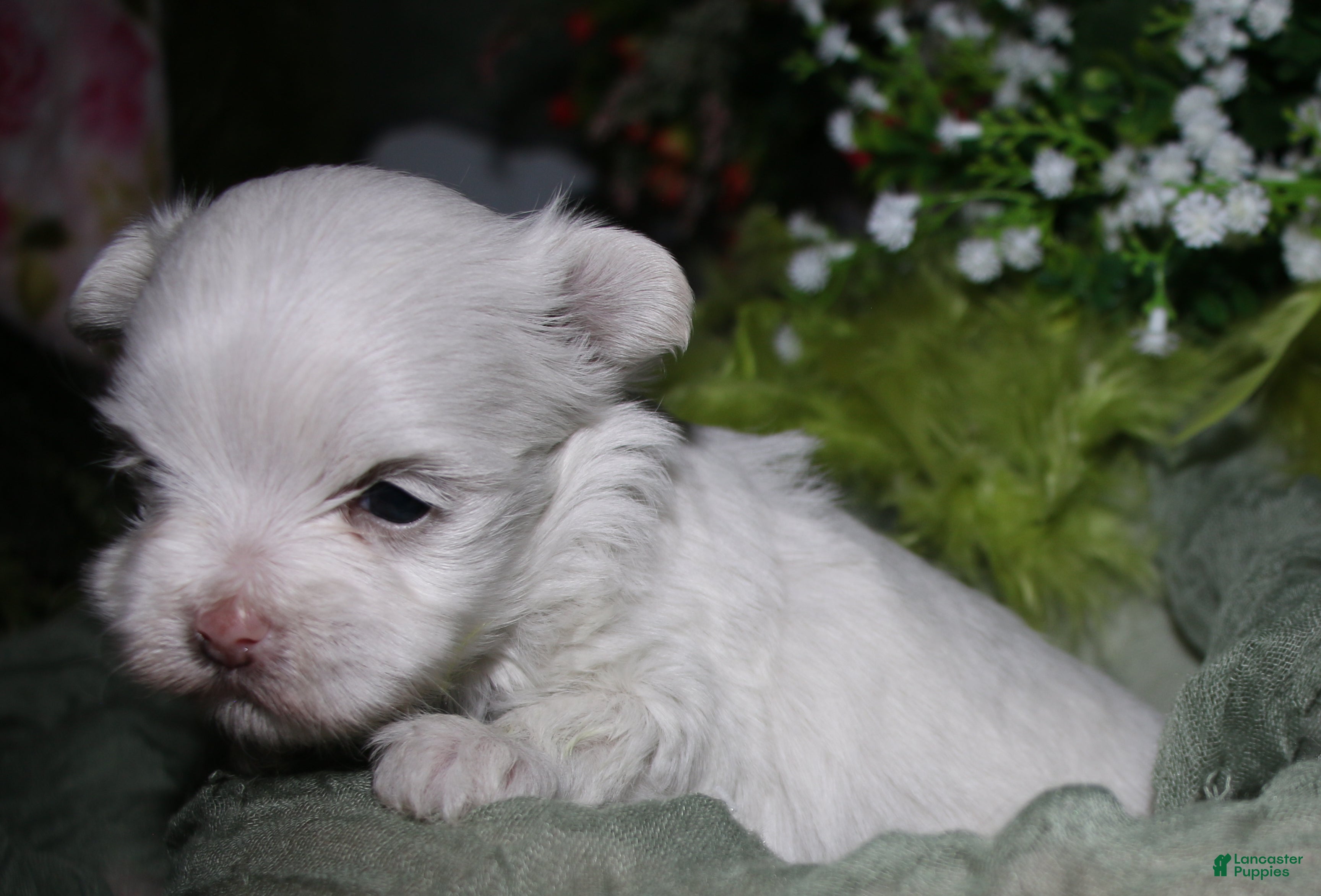 Maltese dogs for sale: Chester - Ad 3