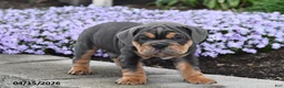English Bulldog dogs for sale: Dozer - Ad 4