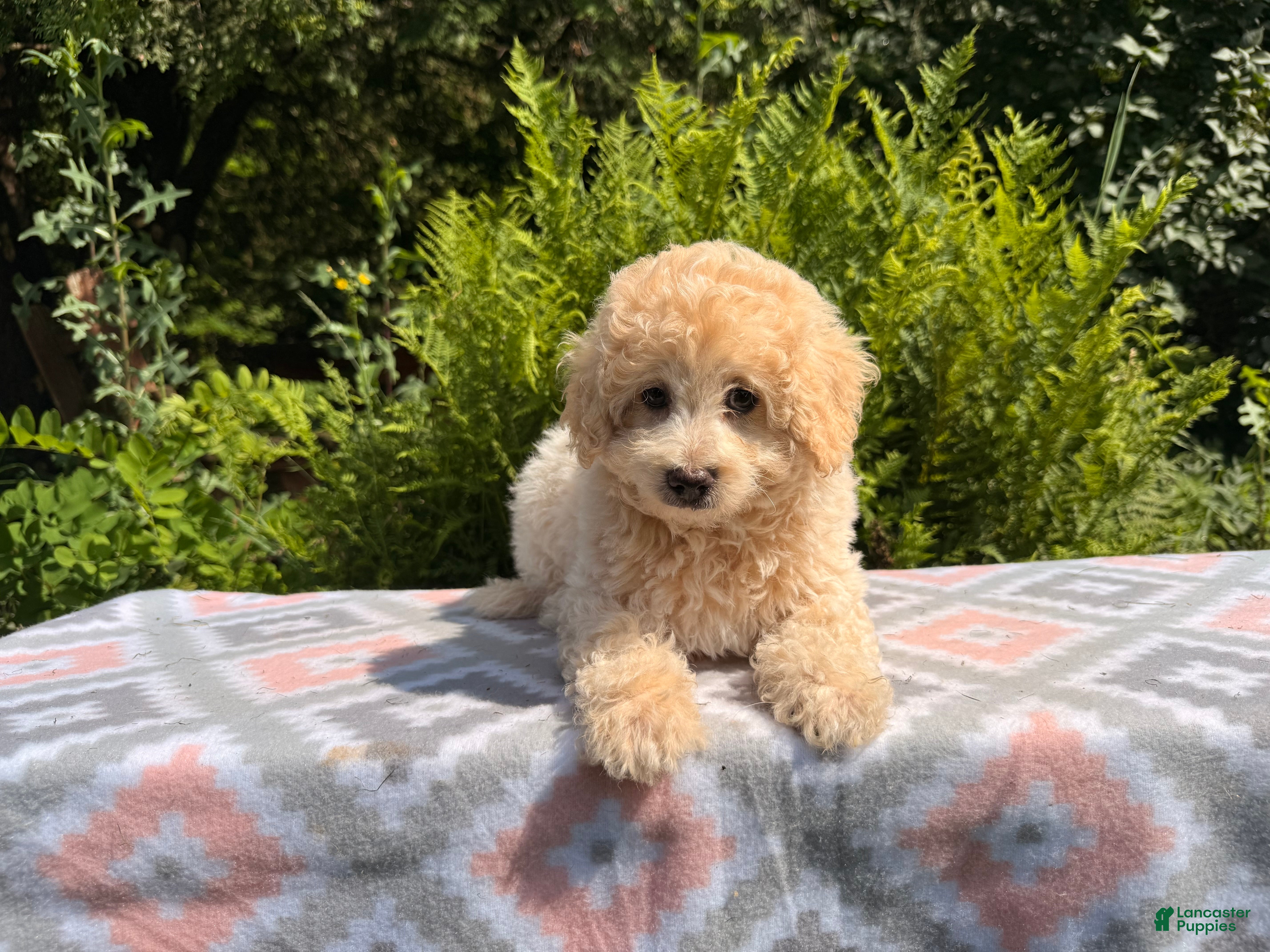 Eskipoo dogs Tommy - Ad 2