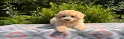 Eskipoo dogs for sale: Tommy - Ad 2