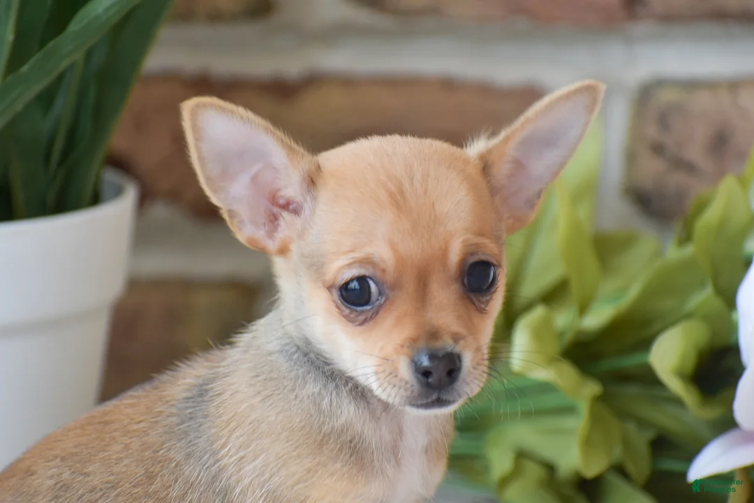 Chihuahua dogs for sale: Andre - Ad 2