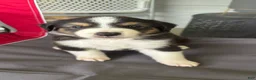 Miniature Australian Shepherd dogs for sale: #6 Black Tri Male - Ad 1