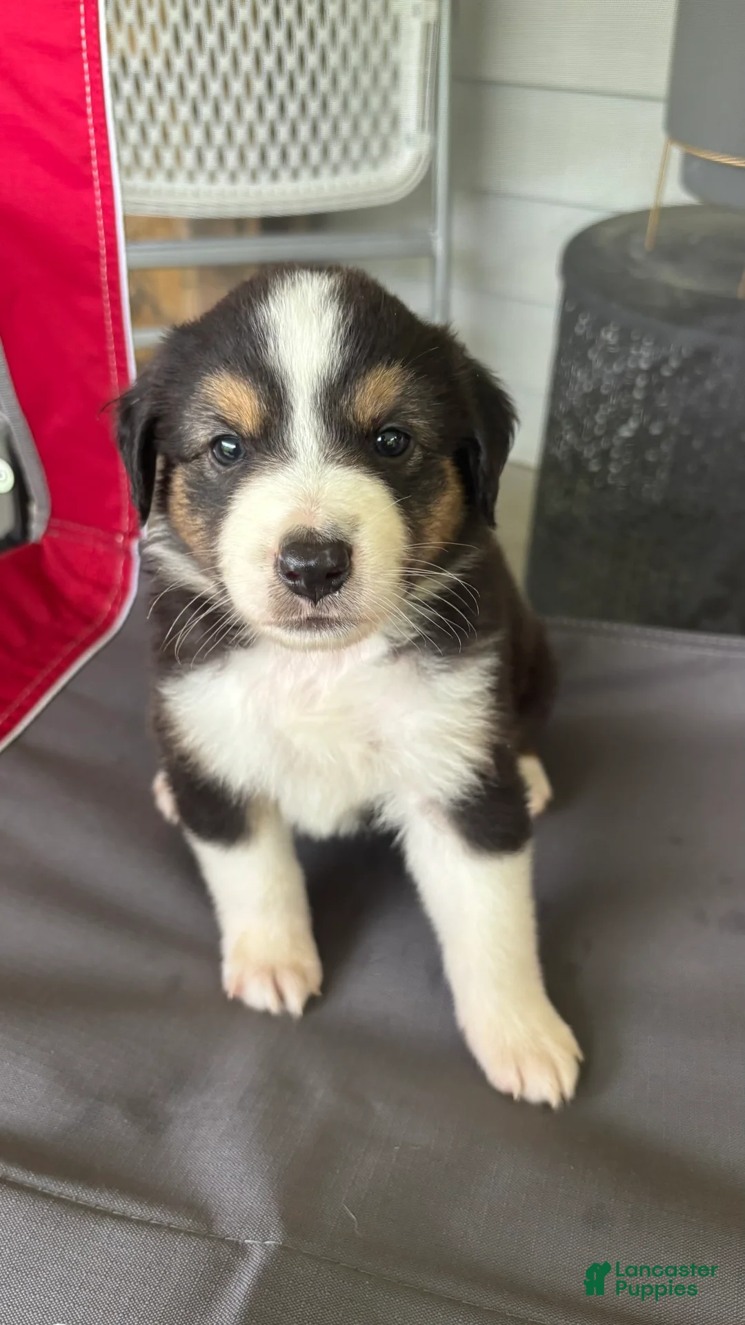Miniature Australian Shepherd dogs for sale: #6 Black Tri Male - Ad 1