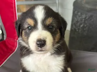 Miniature Australian Shepherd dogs #6 Black Tri Male - Ad 11