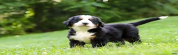 Bernese Mountain Dog dogs for sale: Jolene - Ad 4