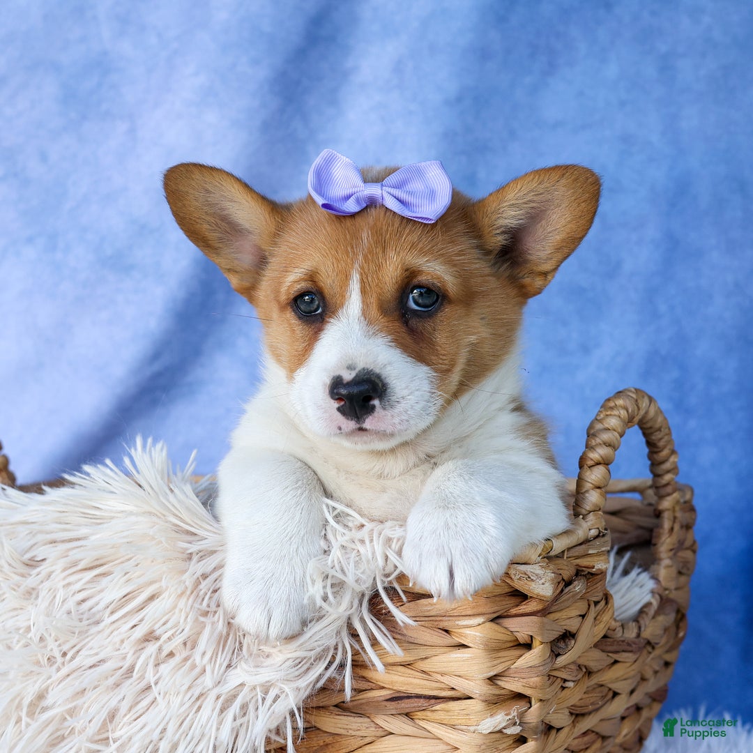 Welsh Corgi Pembroke dogs for sale: Tilly - Ad 4