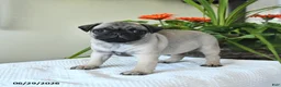 Pug dogs for sale: Tina - Ad 2