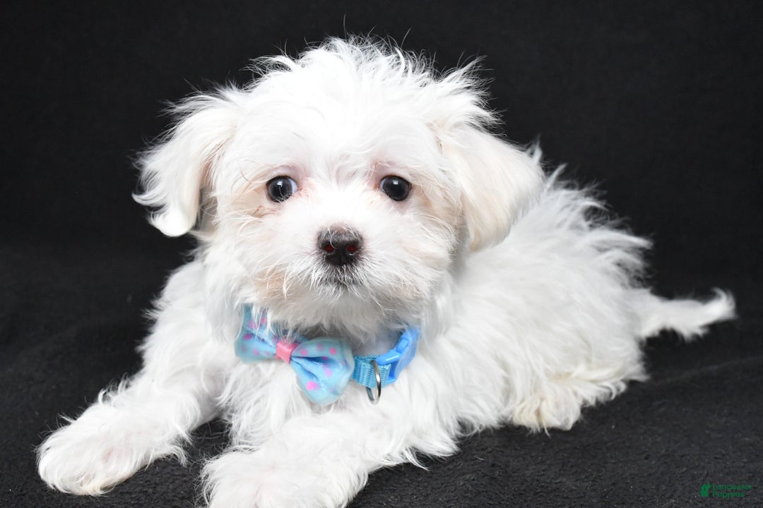 Maltese dogs for sale: Lyndon - Ad 6