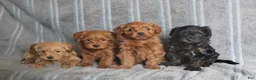 Mixed Breed dogs for sale: Paisley - Ad 2