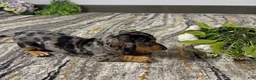 Miniature Dachshund dogs for sale: Joey - Ad 3