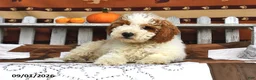 Goldendoodle dogs for sale: Drew - Ad 4