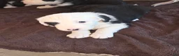 Sheepadoodle dogs for sale: Cole - Ad 2