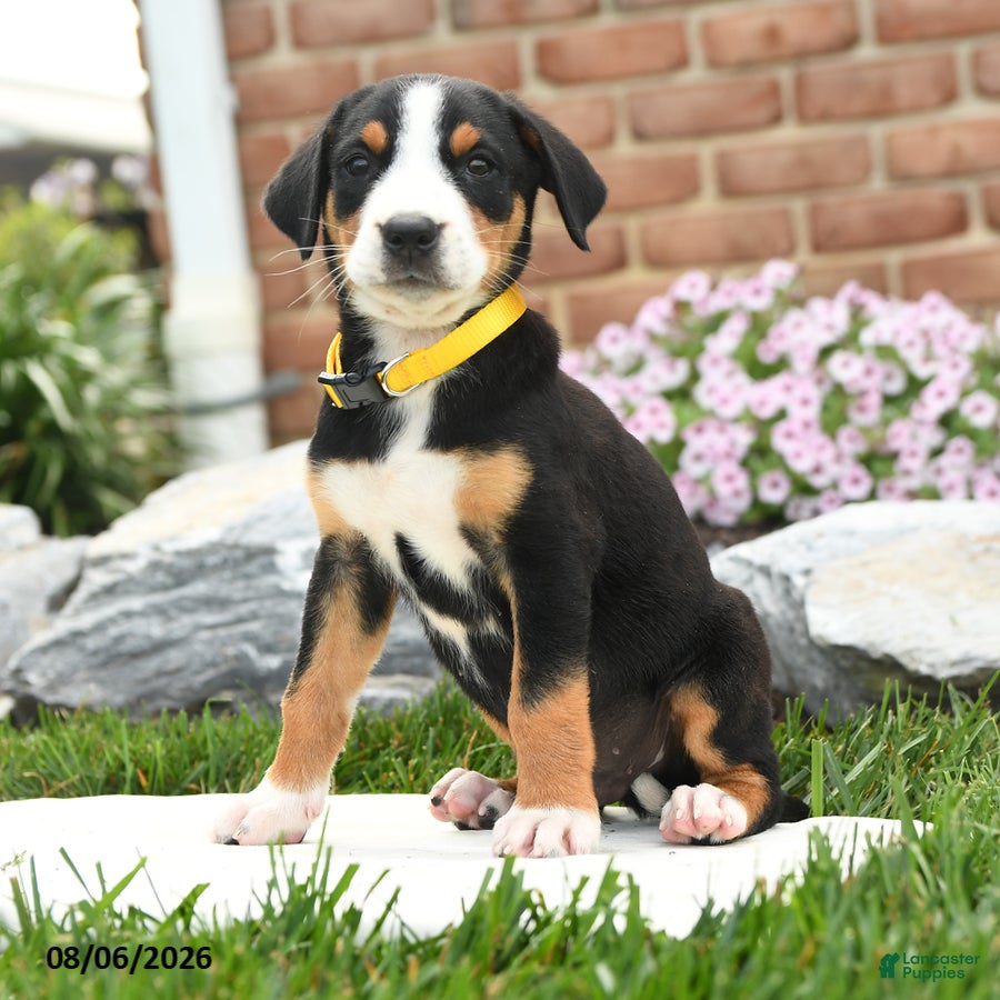 Greater Swiss Mountain Dog dogs Patriot - Ad 2