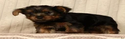 Yorkshire Terrier dogs for sale: Lonnie - Ad 3