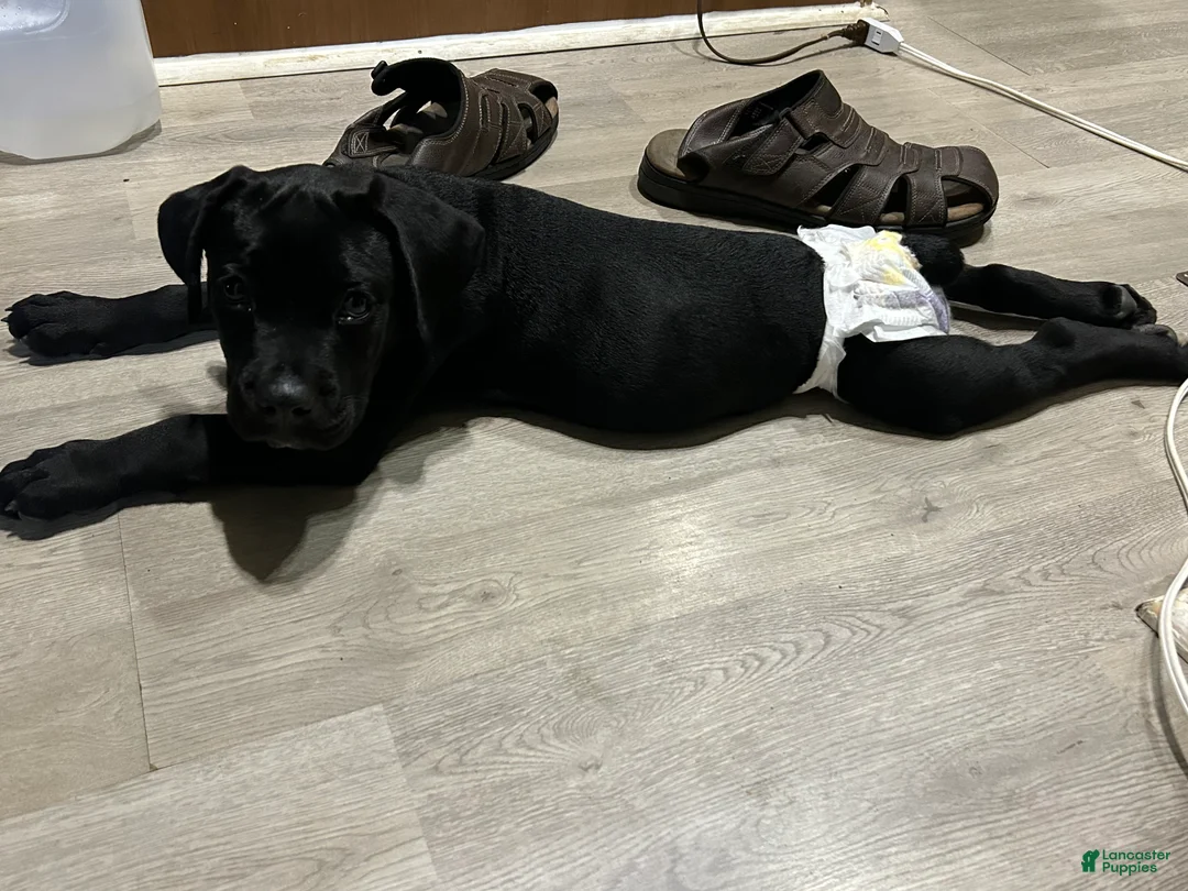 Cane Corso dogs for sale: Zay - Ad 2