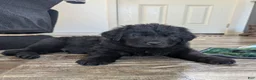 Newfoundland dogs for sale: Hayden - Ad 2