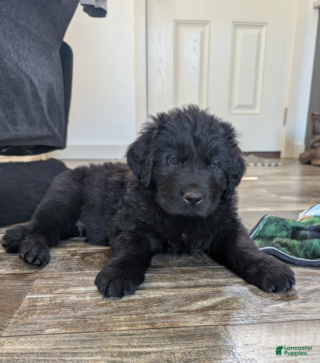 Newfoundland dogs for sale: Hayden - Ad 2
