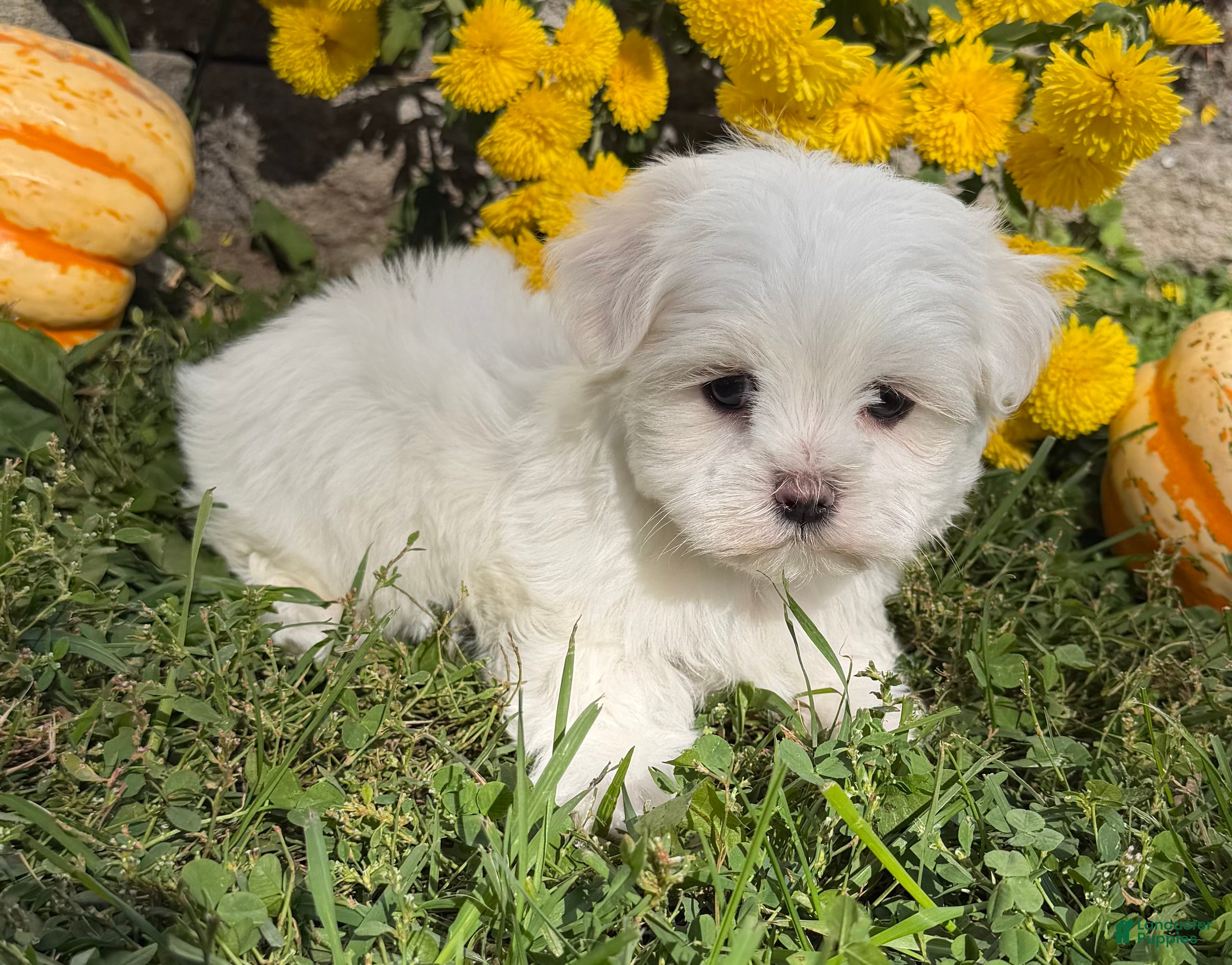 Maltese dogs Chase - Ad 2