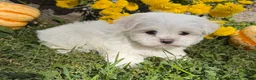 Maltese dogs for sale: Chase - Ad 2