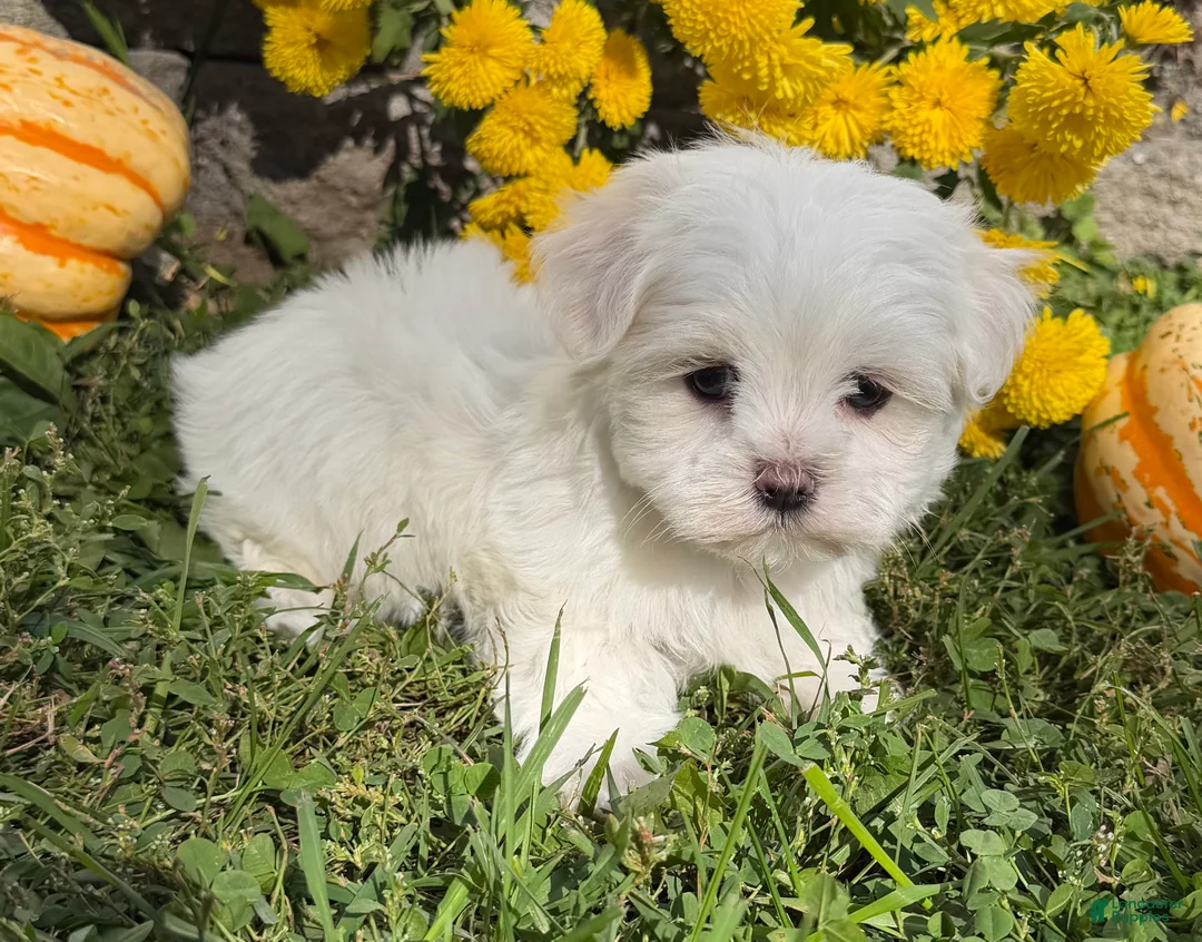 Maltese dogs for sale: Chase - Ad 2