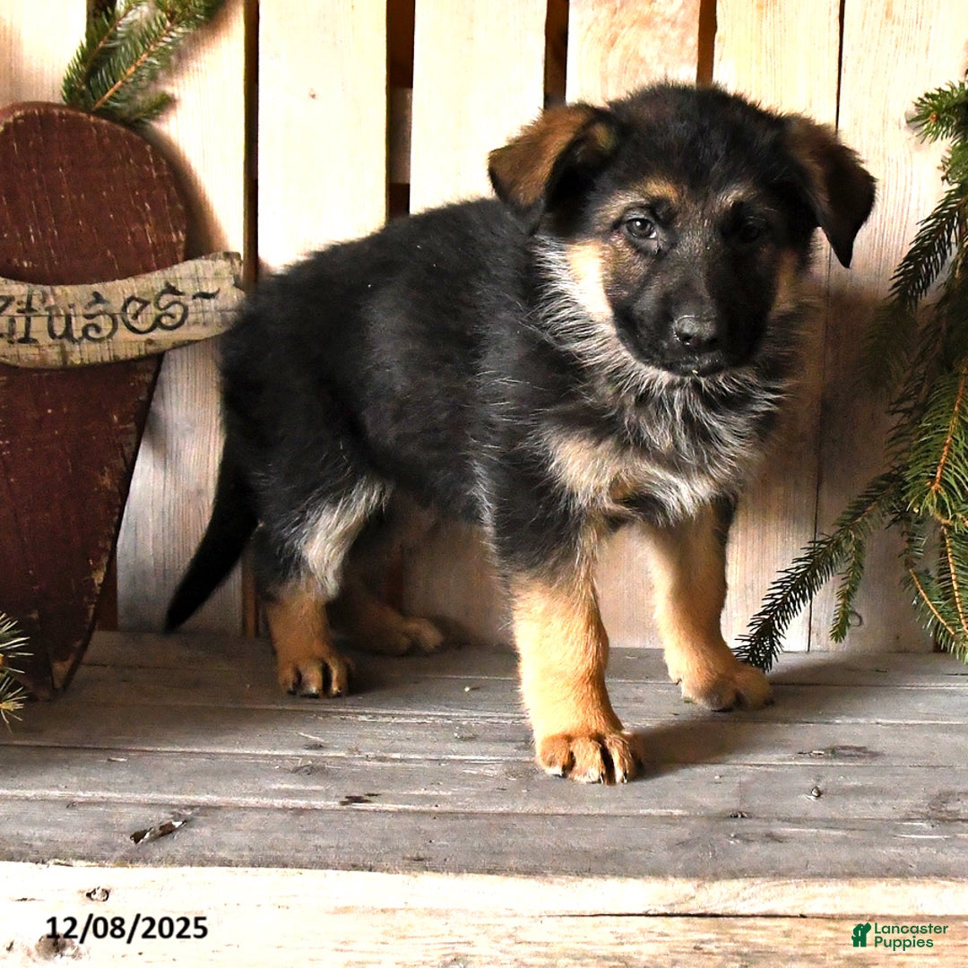 German Shepherd dogs for sale: Shannon - Ad 3