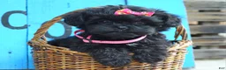 Shihpoo dogs for sale: Samantha  - Ad 1