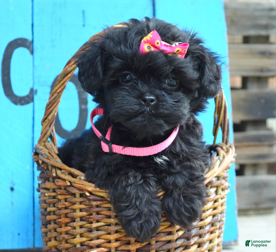 Shihpoo dogs for sale: Samantha  - Ad 1