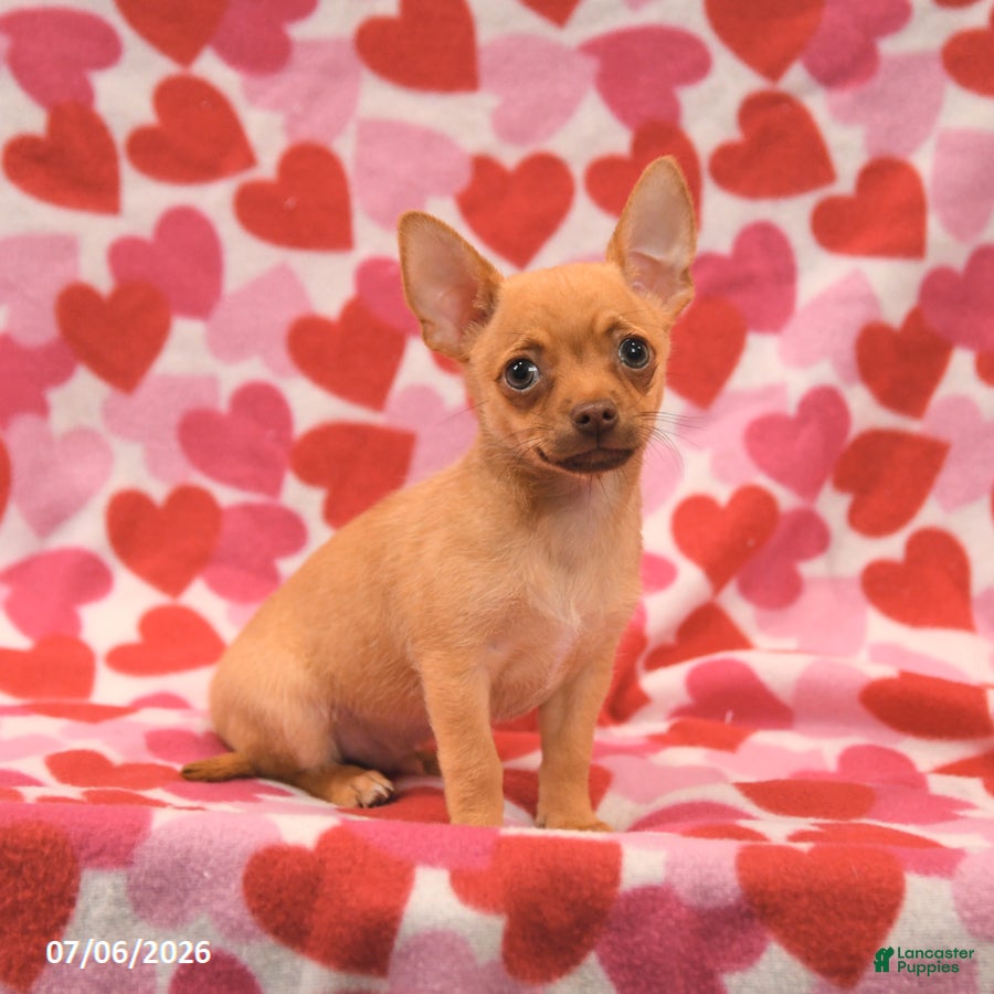 Chihuahua dogs Leo - Ad 2