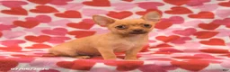 Chihuahua dogs for sale: Leo - Ad 2