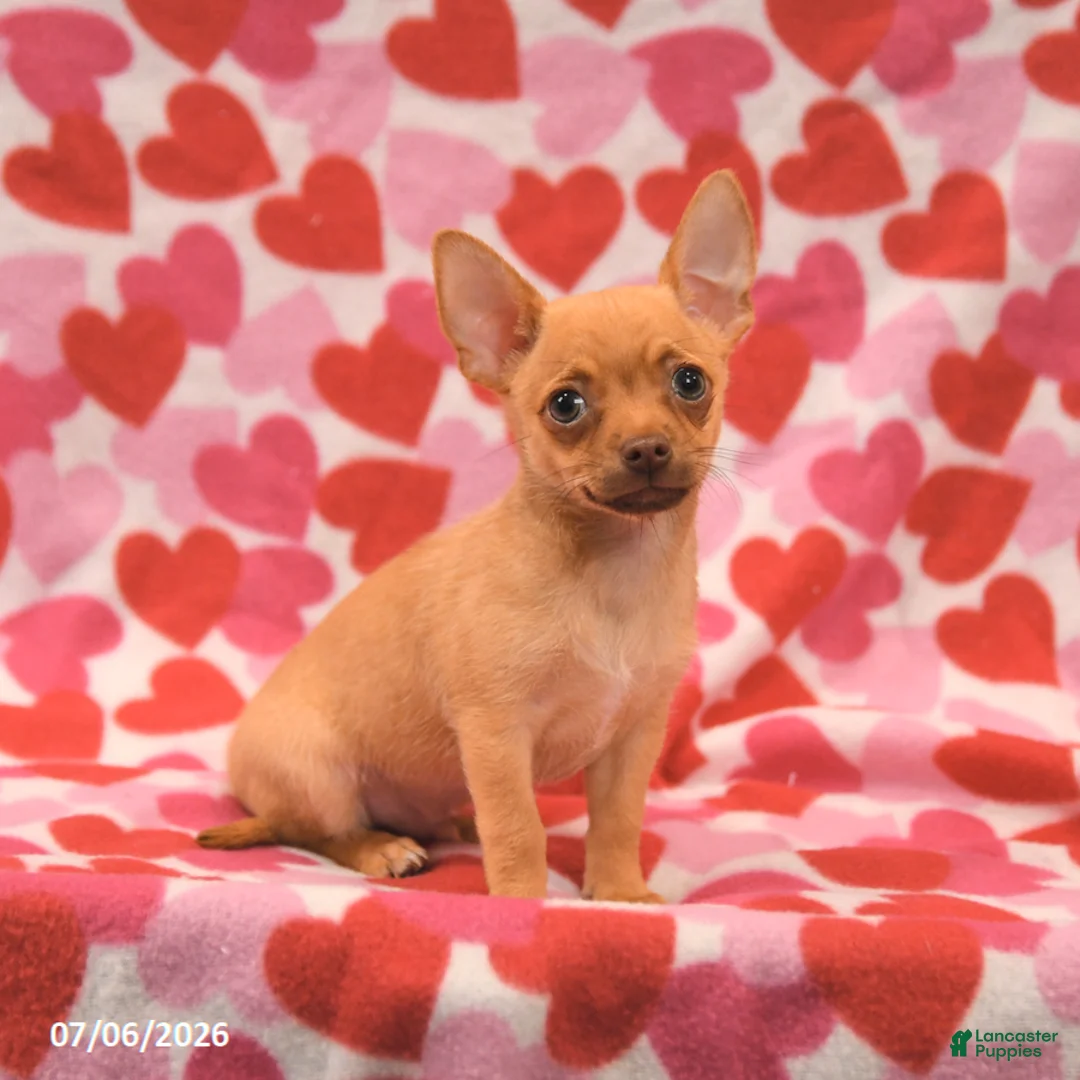 Chihuahua dogs for sale: Leo - Ad 2