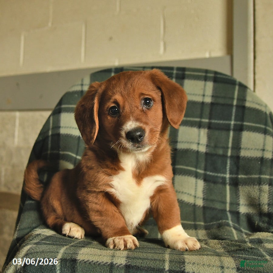 Mixed Breed dogs Queenie - Ad 2