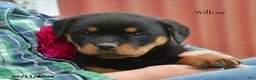 Rottweiler dogs for sale: Willow - Ad 4