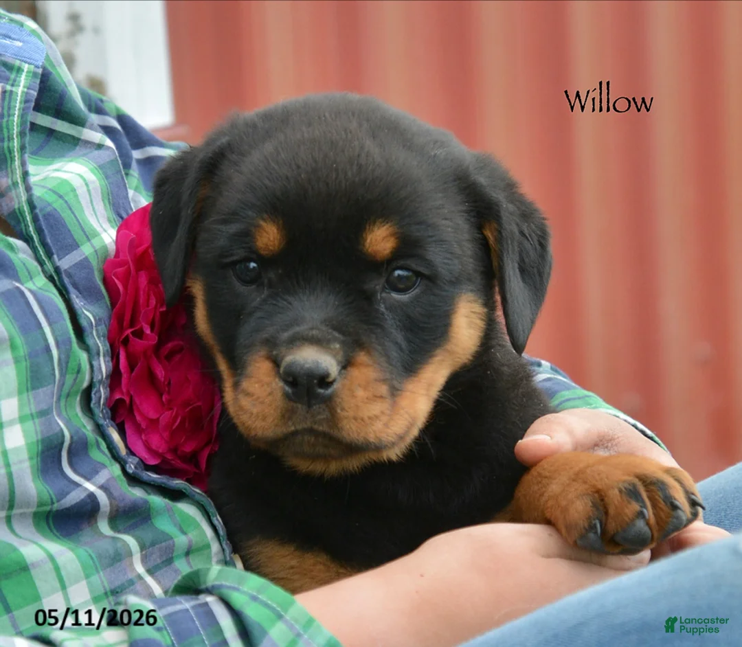 Rottweiler dogs for sale: Willow - Ad 4