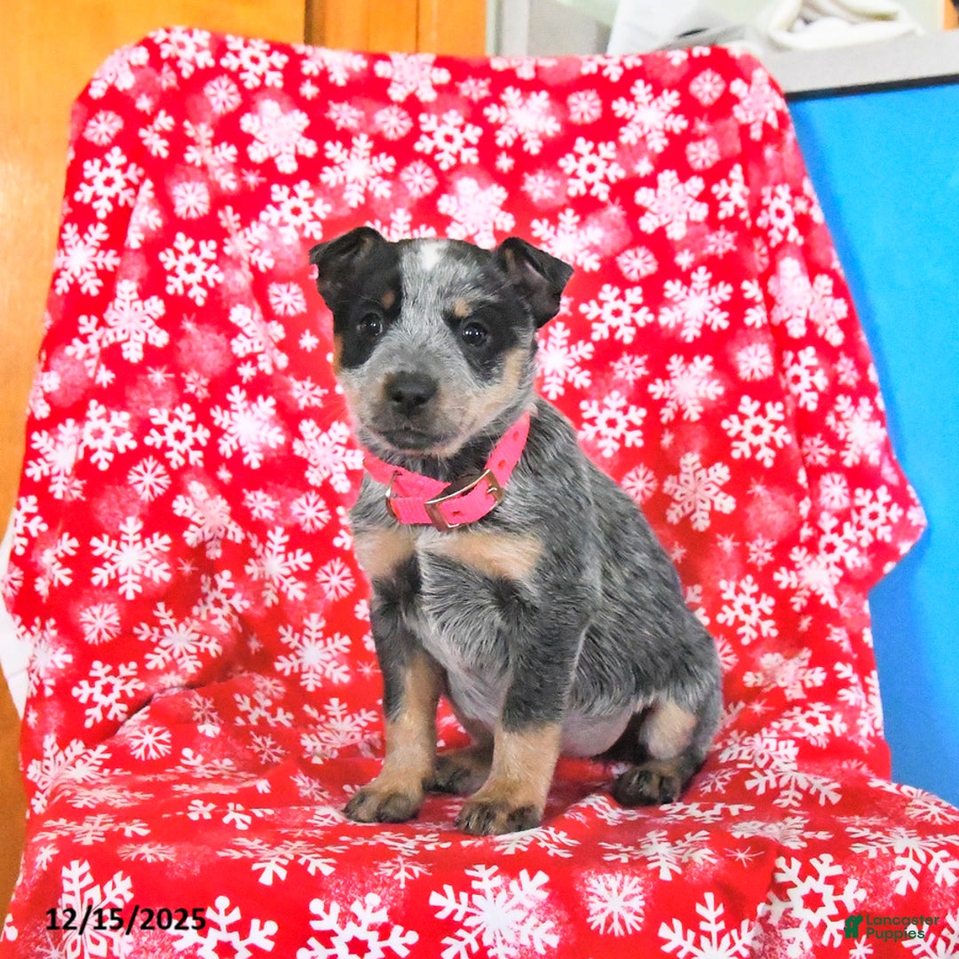 Australian Cattle Dog dogs for sale: Jade - Ad 1