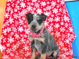 Australian Cattle Dog dogs Jade - Ad 10